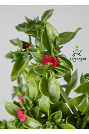 Buz Çiçeği 1 Adet Saksılı 10-20Cm (Delosperma)
