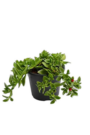 Buz Çiçeği 1 Adet Saksılı 10-20Cm (Delosperma)