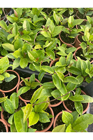 Beyaz Renk Mum Çiçeği 10-20Cm Hoya Carnosa
