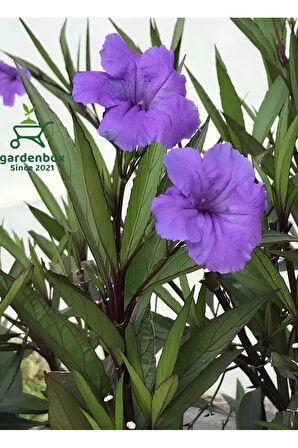 Ruellia Mor Renk Meksika Petunyası Saksılı 30-60Cm Dış Mekan Bahçe Çiçeği