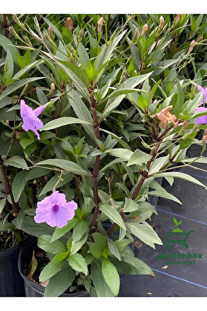 Ruellia Mor Renk Meksika Petunyası Saksılı 30-60Cm Dış Mekan Bahçe Çiçeği