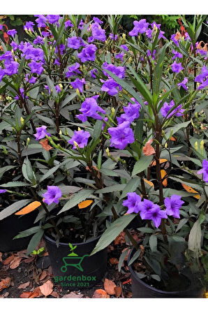 Mor Renk Ruellia Çiçeği 1 ADET Saksılı 30-60Cm Bahçe Çiçeği
