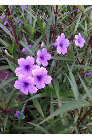 Meksika Petunyası Saksılı 30-50Cm Ruellia