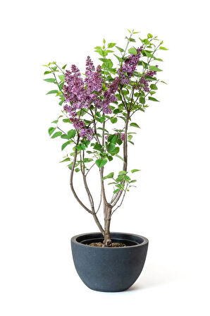 Yoğun Kokulu Leylak Çiçeği Fidanı 1 ADET Saksılı (40-60Cm)+Yaprak Güzeli