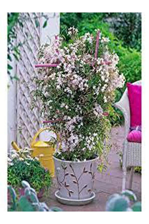 Videolu Çin Yasemini Kokulu Beyaz Renkli (20 60CM) 1 Adet Saksılı Fidan Jasminum Polyanthum Jasmine