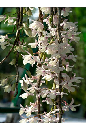 Videolu Çin Yasemini Kokulu Beyaz Renkli (20 60CM) 1 Adet Saksılı Fidan Jasminum Polyanthum Jasmine