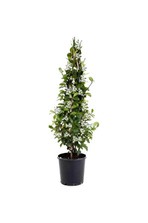 Kokulu Arap Yasemini+Defne Çalısı+Mini Gül Hediyeli 3'lü Bahçe Seti