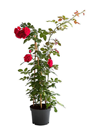 Kırmızı Sarmaşık Gül Fidanı 1 ADET Saksılı/Tüplü 50-80Cm (Red Rose)