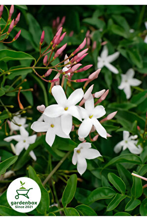 Kokulu Çin Yasemini Çiçeği 1 Adet Saksılı/Tüplü (30-60Cm) (Jasminum)