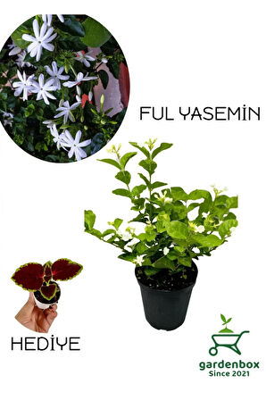 Kokulu Katmerli Ful Yasemin Çiçeği 1 ADET Saksılı 30-60Cm+Yaprak Güzeli