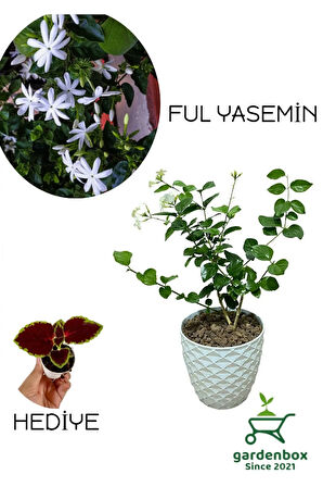 Mis Kokulu Katmerli Ful Yasemin Çiçeği 1 ADET Saksılı 30-60Cm+Yaprak Güzeli