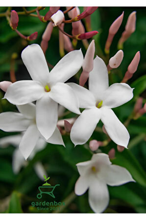 Kokulu Klasik Yasemin Çiçeği 1 Adet Saksılı (30-60Cm) (Jasminum)