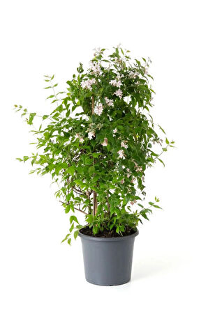 Kokulu Klasik Yasemin Çiçeği 1 Adet Saksılı (30-60Cm) (Jasminum)