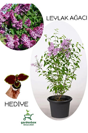 Yoğun Kokulu Leylak Çiçeği Fidanı 1 ADET Saksılı (30-60Cm)+Yaprak Güzeli