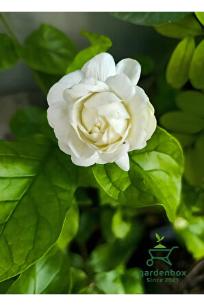 Kokulu Katmerli Ful Yasemin Çiçeği 1 ADET Saksılı 30-60Cm(Jasminum Sambac)