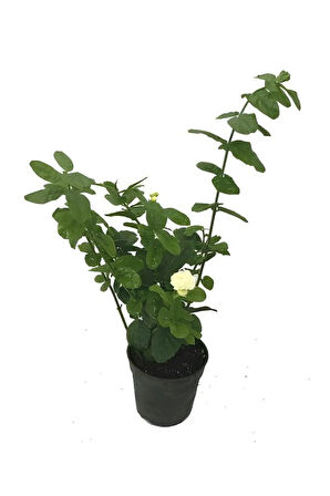 Kokulu Katmerli Ful Yasemin Çiçeği 1 ADET Saksılı 30-60Cm(Jasminum Sambac)