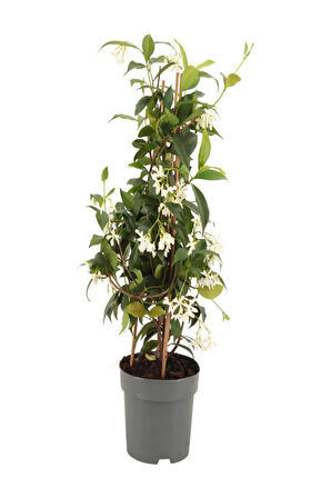 Kokulu Arap Yasemin Çiçeği 1 ADET Saksılı/Tüplü 30-60Cm