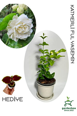 Katmerli Yoğun Kokulu Yasemin Çiçeği 1 ADET Saksılı 30-60Cm Bahçe Balkon Çiçeği
