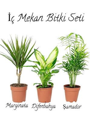 Salon Bitki Seti Dracaena Marginata(40-50cm)-Difenbahya(30-40cm)-Şamador(15-30cm)
