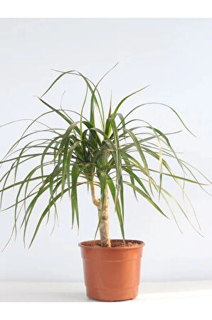 Salon Bitki Seti Dracaena Marginata(40-50cm)-Difenbahya(30-40cm)-Şamador(15-30cm)