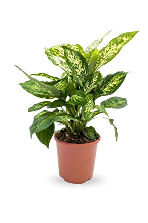 Salon Bitki Seti Dracaena Marginata(40-50cm)-Difenbahya(30-40cm)-Şamador(15-30cm)