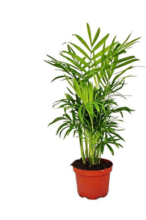 Salon Bitki Seti Dracaena Marginata(40-50cm)-Difenbahya(30-40cm)-Şamador(15-30cm)