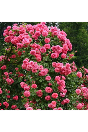 Videolu Sarmaşık Gül Fidanı Açık Pembe Renkli (90 140 CM)1 Adet Tüplü Aşılı Gül Pink Rose