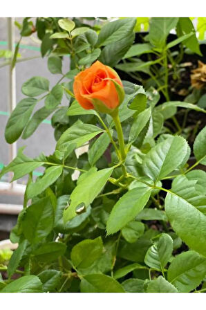 Videolu Sarmaşık Gül Turuncu Renkli(60 80 CM)1 Adet Saksılı Aşılı Gül Orange Rose