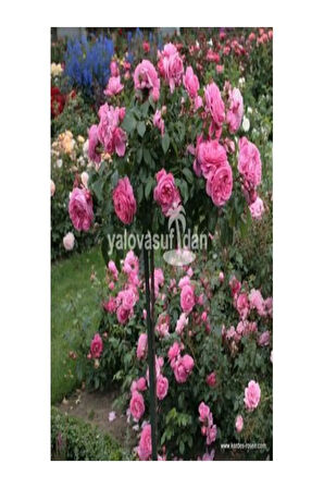 Videolu Baston Gül Yoğun Kokulu Pembe Renkli (40 60 CM)1 Adet Aşılı Gül Walking Stick Rose