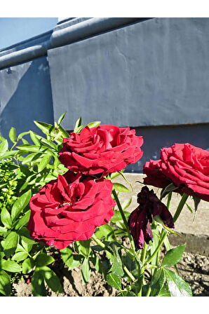 Videolu Yediveren Koyu Kırmızı Yoğun Kokulu (50 70 CM)1 Adet Saksılı Aşılı Gül Red Rose