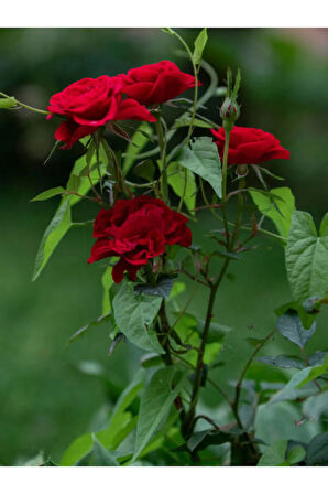 Videolu 1 Adet Kırmızı Gül Fidesi 10-15cm Saksılı\tüplü (RED ROSE SAPLİNG)