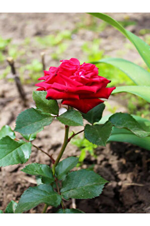 Videolu 1 Adet Kırmızı Gül Fidesi 10-15cm Saksılı\tüplü (RED ROSE SAPLİNG)