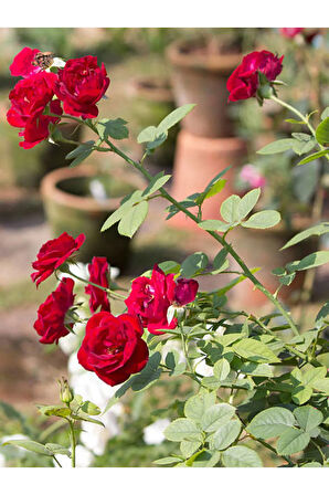 Videolu 1 Adet Kırmızı Gül Fidesi 10-15cm Saksılı\tüplü (RED ROSE SAPLİNG)