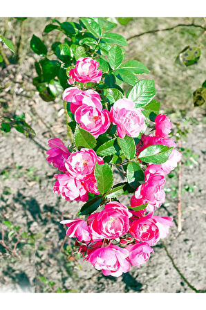 Videolu Minyatür 1 Adet Pembe Gül Fidanı 1. Kalite 10-15cm Saksılı (MİNİATURE PİNK ROSE)