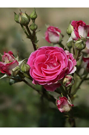 Videolu Minyatür 1 Adet Pembe Gül Fidanı 1. Kalite 10-15cm Saksılı (MİNİATURE PİNK ROSE)