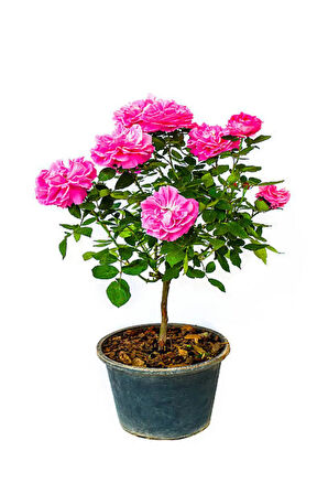 Videolu Minyatür 1 Adet Pembe Gül Fidanı 1. Kalite 10-15cm Saksılı (MİNİATURE PİNK ROSE)