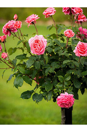 Videolu Minyatür 1 Adet Pembe Gül Fidanı 1. Kalite 10-15cm Saksılı (MİNİATURE PİNK ROSE)