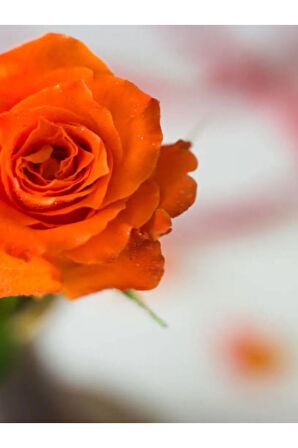 Videolu Turuncu Yediveren Kokulu 1 Adet Gül Fidanı 10-15 Cm Saksılı (ORANGE ROSE)