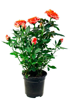 Videolu Turuncu Yediveren Kokulu 1 Adet Gül Fidanı 10-15 Cm Saksılı (ORANGE ROSE)