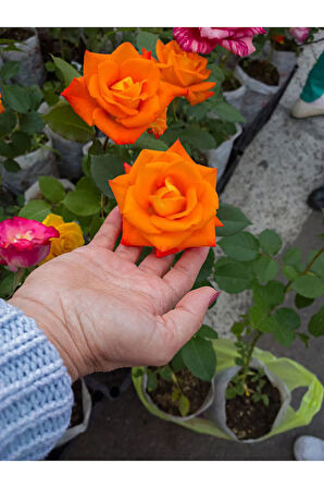 Videolu Turuncu Yediveren Kokulu 1 Adet Gül Fidanı 10-15 Cm Saksılı (ORANGE ROSE)
