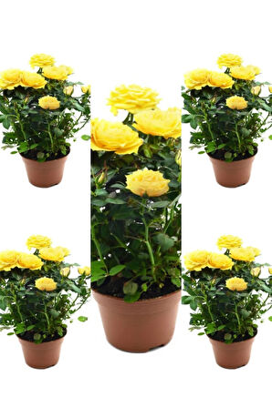 Videolu Yediveren Kokulu Sarı Gül Fidanı 5 Adet Saksılı/tüplü 30-65 Cm (yellow Rose )