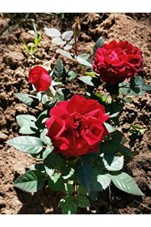 Videolu Kırmızı Bodur Gül Fidanı Tüplü 2 Adet 15-25 Cm Yediveren Gül Aşılı Güller (DARK RED ROSE)