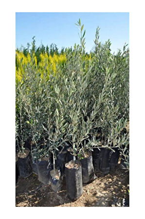 Videolu Gemlik Trilye Bodur Zeytin Fidanı 6 Adet 50-70 Cm (OLİVE SAPLİNG) Bahçe Bitkisi