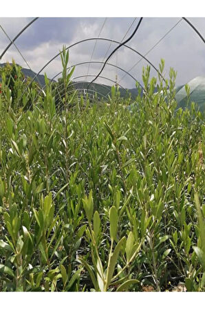 Videolu Gemlik Trilye Bodur Zeytin Fidanı 6 Adet 50-70 Cm (OLİVE SAPLİNG) Bahçe Bitkisi