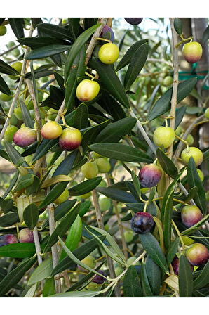 Videolu Gemlik Trilye Bodur Zeytin Fidanı 6 Adet 50-70 Cm (OLİVE SAPLİNG) Bahçe Bitkisi