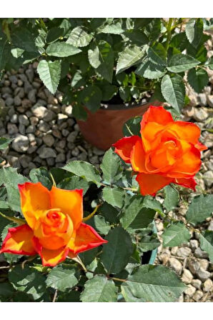Videolu Minyatür Turuncu Gül Fidanı 1 Adet Saksılı/tüplü 30-50 Cm (miniature Orange Rose )