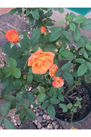 Videolu Minyatür Turuncu Gül Fidanı 1 Adet Saksılı/tüplü 30-50 Cm (miniature Orange Rose )