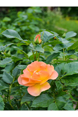 Videolu Minyatür Turuncu Gül Fidanı 1 Adet Saksılı/tüplü 30-50 Cm (miniature Orange Rose )
