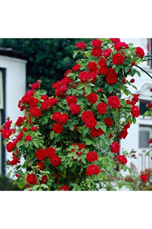 Videolu Kırmızı Yediveren Sarmaşık Gül Fidanı (50-80CM) Tüplü Aşılı Gül (RED ROSE)