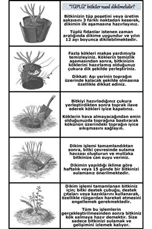 Videolu Kırmızı Yediveren Sarmaşık Gül Fidanı (50-80CM) Tüplü Aşılı Gül (RED ROSE)